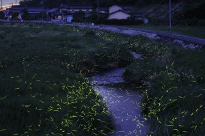 fireflies